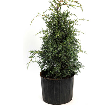 Arizona Cypress - Carolina Sapphire