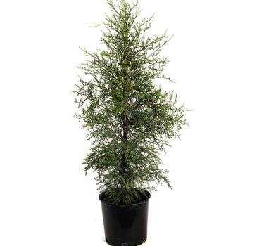 Brodie Eastern Red Cedar