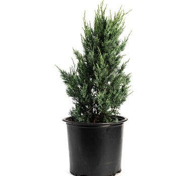 Moonglow Juniper Tree