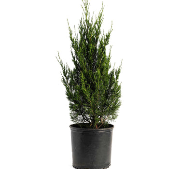 Spartan Juniper