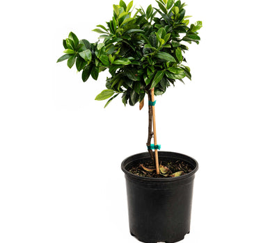 English Laurel Topiary (Single Ball)