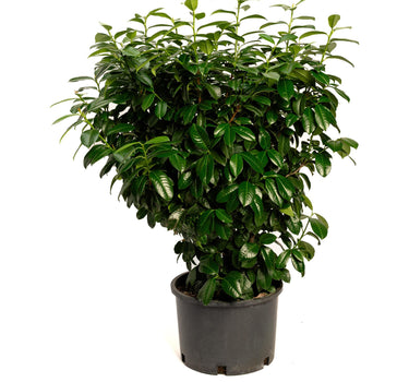 Volcano Cherry Laurel