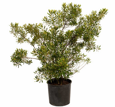 Southern Wax Myrtle