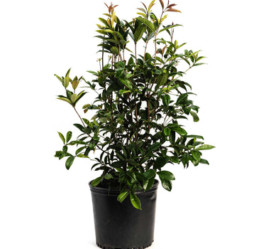 Fragrant Tea Olive Tree