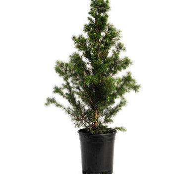 Dwarf Alberta Spruce