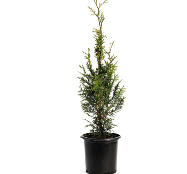 Junior Giant Thuja Tree