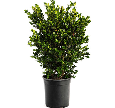 Wintergreen Boxwood