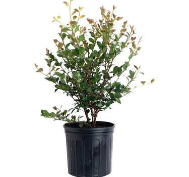 Autumn Spirit Camellia