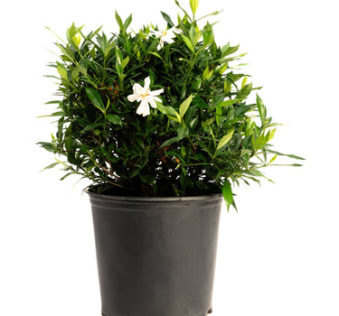 Frost Proof Gardenia