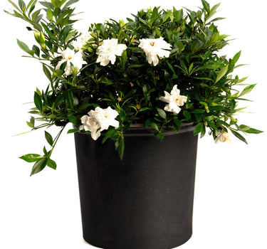 Radicans Gardenia