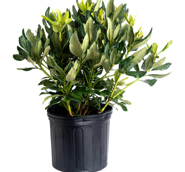 Nova Zembla Rhododendron