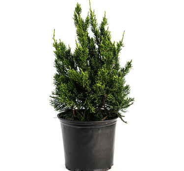 Hollywood Juniper Tree