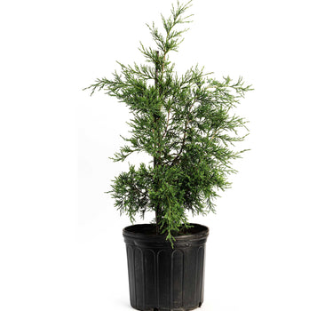 Taylor Juniper