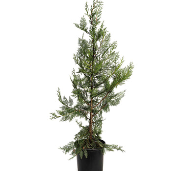 Leyland Cypress Tree