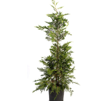 Leyland Cypress Tree