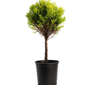 Lemon Cypress Tree Form Topiary