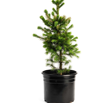 Norway Spruce
