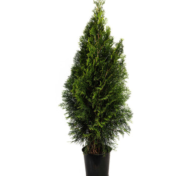 Emerald Green Arborvitae
