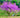 Eastern Redbud