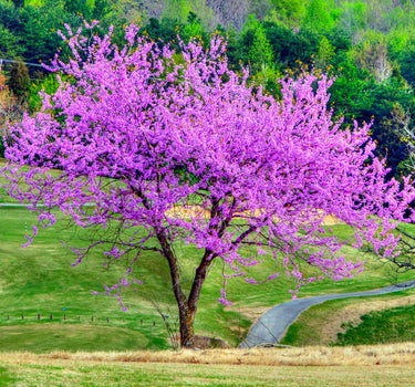 Eastern Redbud