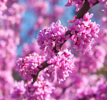 Eastern Redbud