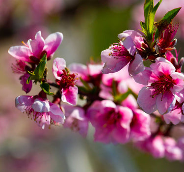 Elberta Peach Tree