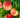 Elberta Peach Tree