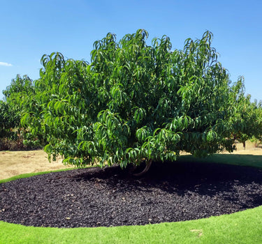Elberta Peach Tree