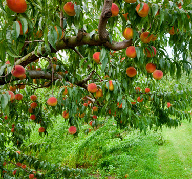 Elberta Peach Tree