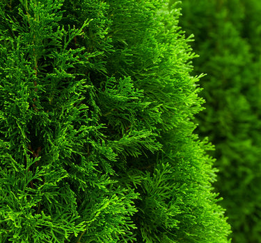 Emerald Green Arborvitae