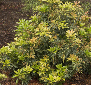 Enchanted Forest® River Run™ Pieris