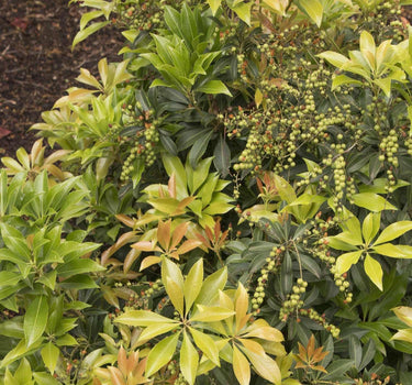 Enchanted Forest® River Run™ Pieris
