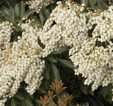 Enchanted Forest® River Run™ Pieris
