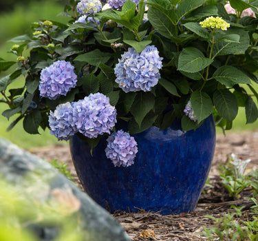 Endless Summer® Hydrangea