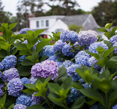 Endless Summer® Hydrangea