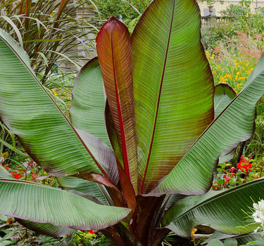 Ensete Banana