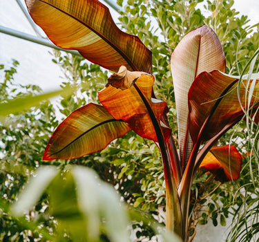 Ensete Banana