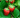 Everbearing Strawberry