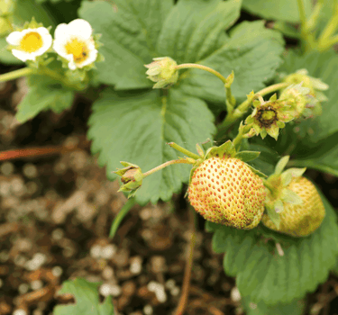 Everbearing Strawberry