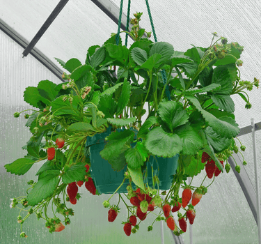 Everbearing Strawberry