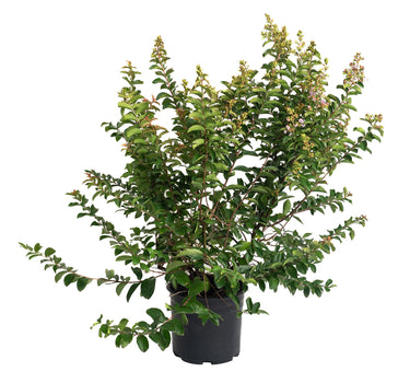 Catawba Crape Myrtle