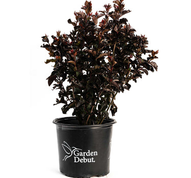 Thunderstruck™ Rumblin Red™ Crape Myrtle