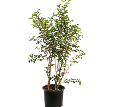 Tuscarora Crape Myrtle