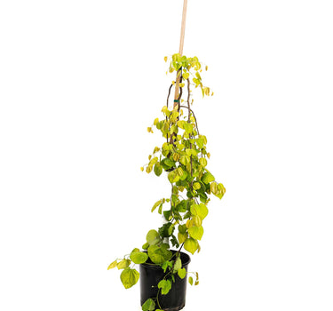 Golden Falls® Redbud Tree