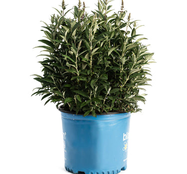 Birthday Cake® Butterfly Bush