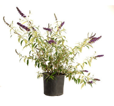 Black Knight Butterfly Bush