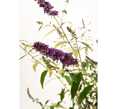 Black Knight Butterfly Bush