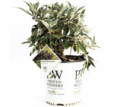 Pugster Blue® Butterfly Bush