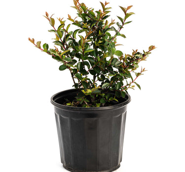 Bellini® Grape Crape Myrtle
