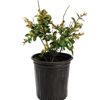 Bellini® Raspberry Crape Myrtle